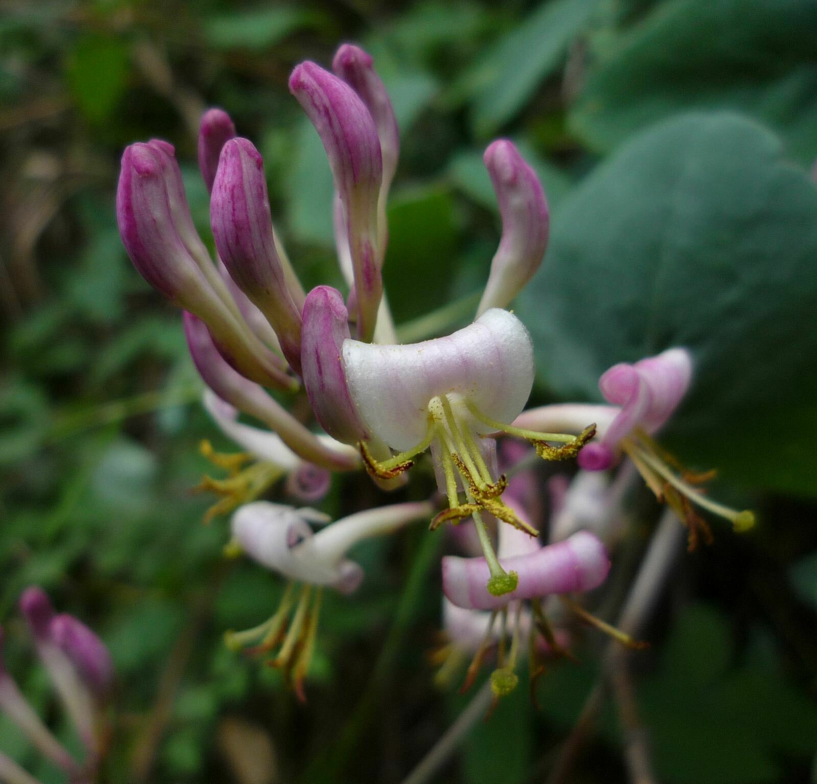 High Resolution Lonicera hispidula Flower